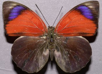 Media type: image;   Entomology 16644 Aspect: habitus dorsal view